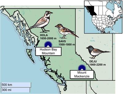 Timing and Intensity of Weather Events Shape Nestling Development Strategies in Three Alpine Breeding Songbirds